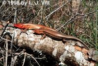 Image of: Eumeces laticeps (broad-headed skink)