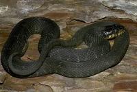 Image of: Nerodia erythrogaster (plain-bellied water snake)