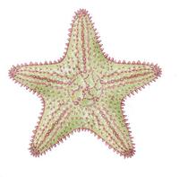 Image of: Oreaster reticulatus (cushion sea star)