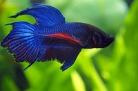 Betta splendens