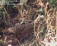 Kalij Pheasant - Lophura leucomelanos