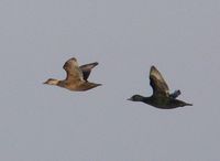 Common Scoter - Melanitta nigra