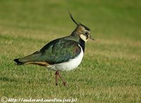 Northern Lapwing - Vanellus vanellus