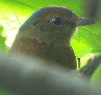 Blue-naped Pitta - Pitta nipalensis