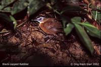 Black-capped Babbler - Pellorneum capistratum