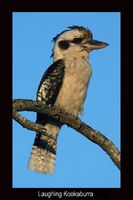 Laughing Kookaburra