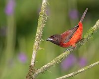 Crimson-backed Tanager (Ramphocelus dimidiatus) photo