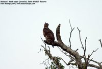 Wallace's Hawk-Eagle - Spizaetus nanus