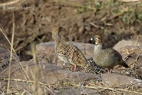 Gray Francolin - Francolinus pondicerianus