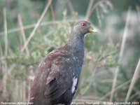 Tasmanian Native-hen - Gallinula mortierii