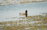 Caribbean Coot - Fulica caribaea