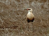 Australian Pratincole - Stiltia isabella