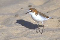 Red-capped Plover - Charadrius ruficapillus