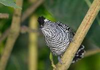 Barred Antshrike (Thamnophilus doliatus) photo