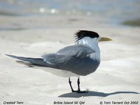 Great Crested Tern - Sterna bergii