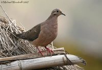 Eared Dove - Zenaida auriculata