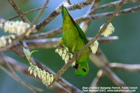 Blue-crowned Hanging-Parrot - Loriculus galgulus