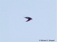 White-throated Swift - Aeronautes saxatalis