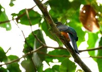 Orange-bellied Trogon - Trogon aurantiiventris