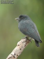 Swallow-wing - Chelidoptera tenebrosa