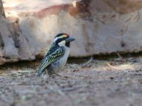 Pied Barbet - Tricholaema leucomelas