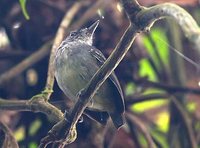 Spot-crowned Antvireo - Dysithamnus puncticeps