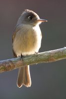 Cuban Pewee - Contopus caribaeus