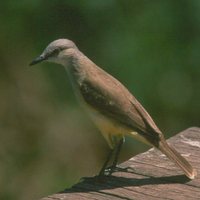 Cattle Tyrant - Machetornis rixosus