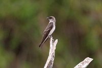 Brown-chested Martin - Progne tapera