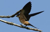 Rufous-chested Swallow - Cecropis semirufa