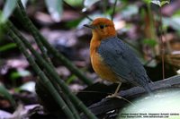 Orange-headed Thrush - Zoothera citrina