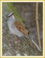 Brown-backed Solitaire - Myadestes occidentalis