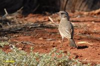 Crested Bellbird - Oreoica gutturalis