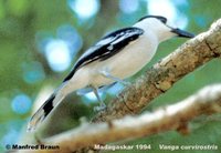 Hook-billed Vanga - Vanga curvirostris