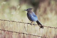 Steller's Jay - Cyanocitta stelleri