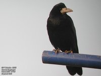 Rook - Corvus frugilegus