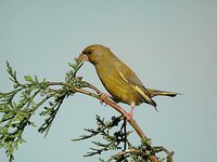 European Greenfinch - Carduelis chloris