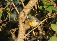 Northern Parula - Parula americana