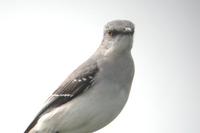 Tropical Mockingbird. Tulum, Quintana Roo, Mexico - Dec 27, 2002 ?? William Hull