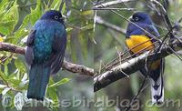 white-tailed trogon