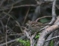 Goldcrowned Sparrow