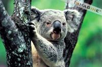 Koala (Phascolarctos cinereus) photo