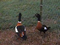 AUSTRALIAN SHELDUCKS Tadorna tadornoides