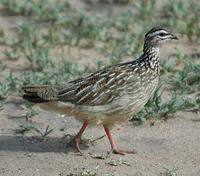 Crested Francolin p.100