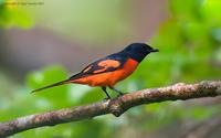 Scarlet-Minivet