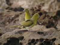 Japanese  Green  Pigeon/ Treron sieboldii