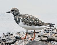 Ruddy Turnstone Arenaria interpres