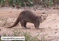 Smoth-Coated Otter, photo copyright MPhil (Frank Liew)