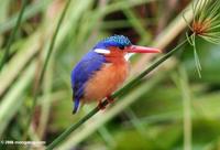 Malachite Kingfisher (Alcedo cristata)