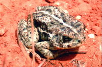 : Bufo woodhousii; Woodhouse's Toad